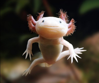 Illustration for article titled 12 Real Animals We Can't Believe Aren't Pokémon